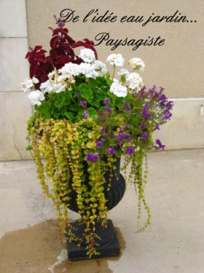 Associations végétales
