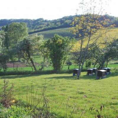 Rucher conservatoire de Migé dans l'Yonne