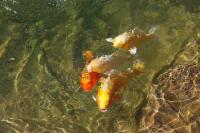 Filtration de bassin, résultat limpide