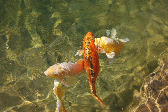 Bassin à Koïs, Rénovation, entretien et gestion de filtration